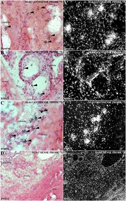 The Rat Mammary Gland as a Novel Site of Expression of Melanin-Concentrating Hormone Receptor 1 mRNA and Its Protein Immunoreactivity